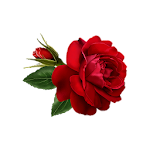 Flowers and Roses Live Wallpaper Apk