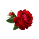 Download Flowers and Roses Live Wallpaper For PC Windows and Mac