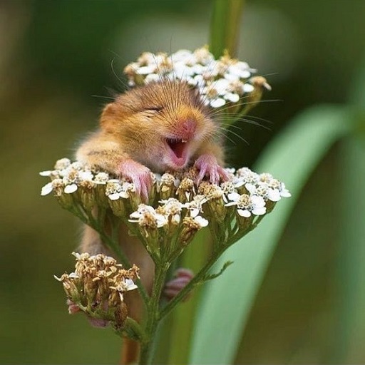 Funny photos logo