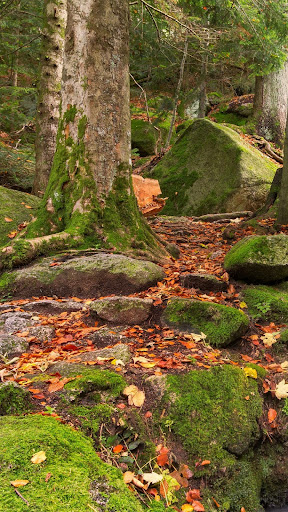 Forest wallpapers Screen 2
