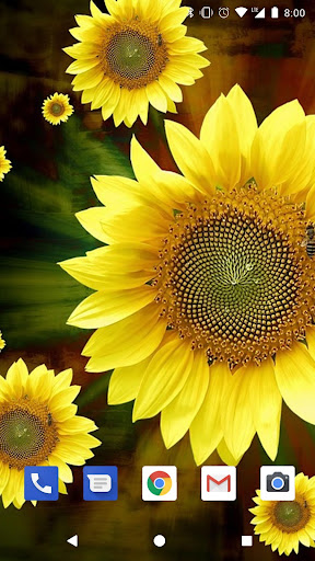 Sunflower Live Wallpapers HD