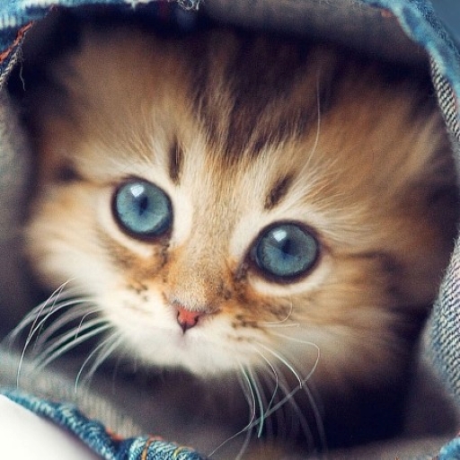 Cute Animals WP logo