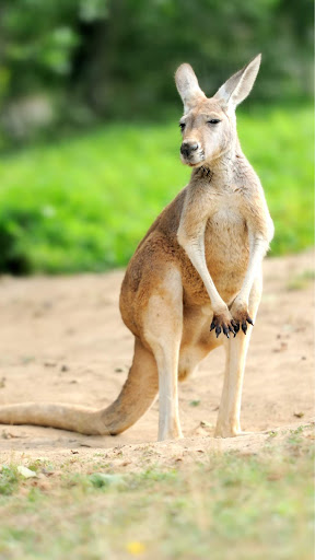 kangaroo wallpaper