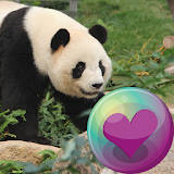 Cute Giant Panda HD Wallpapers icon