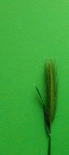 Green wallpapers خلفيات خضراء Screen 3