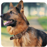 Shepherd Dog Simulator 2017 icon