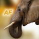 Nature - Africa - Androidアプリ