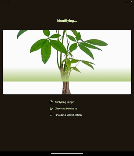 Tree and Plant Identifier