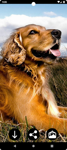 Android application Dog Wallpapers screenshort