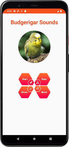 Budgerigar Sounds Screen 2