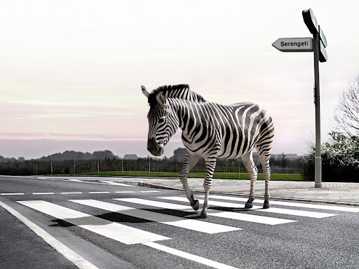 Zebra Wallpapers 10