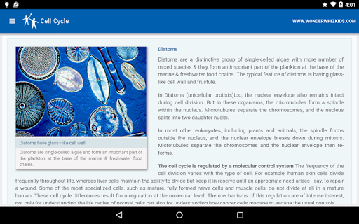 Cell Cycle Screen 2