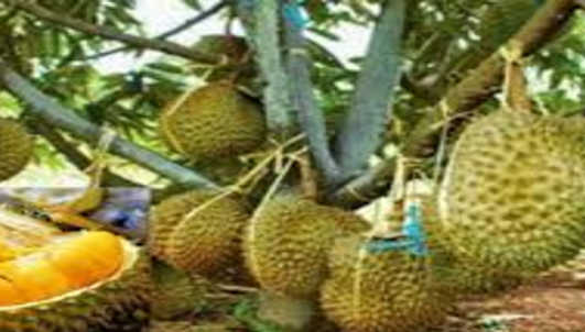 Budidaya Durian Unggul
