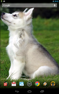 Cute Husky Puppy Live Wallpaper - Apps on Google Play