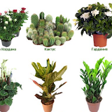 Комнатные растения каталог icon