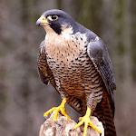 Cover Image of Tải xuống Peregrine Falcon Sounds  APK
