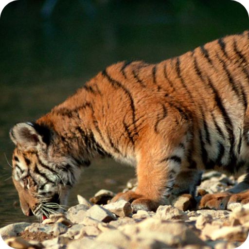 Baby Tiger Wallpaper logo