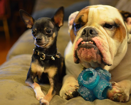 Chihuahua Dogs Wallpapers