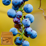 Cover Image of Download grape wallpaper  APK