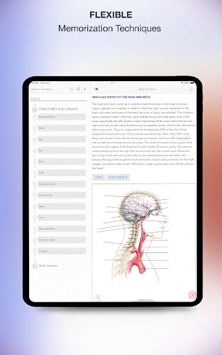 Screenshot of Rapid Review Anatomy Guide