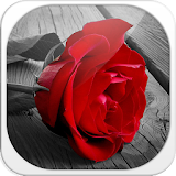 Red Rose Theme icon