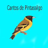Cantos de Pintassilgo LITE 2 icon