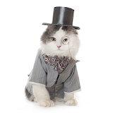 Cats Wearing Clothes icon