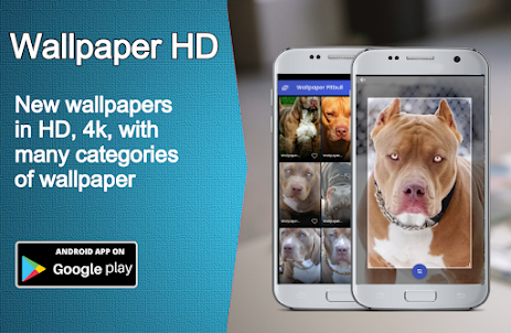 Wallpapers Pitbull Dog HD 4K