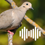 Cover Image of Download Dove hunting calls 1.0 APK