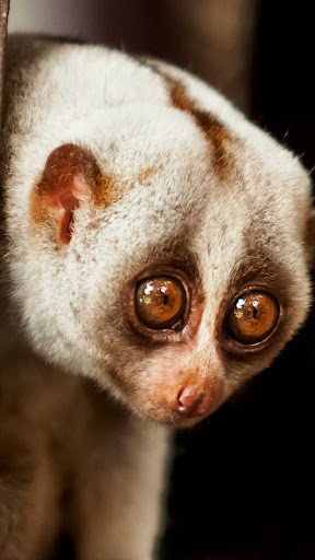 Slow Loris Wallpaper