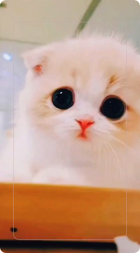 Wallpaper Kucing Imut