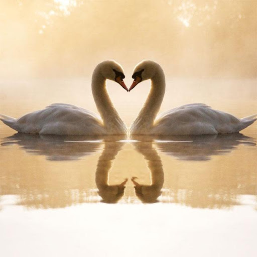 Swans Jigsaw Puzzles Screen 2
