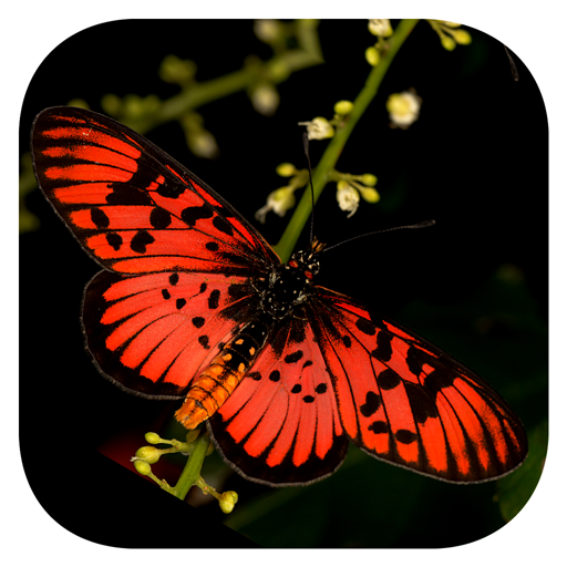 Woodhall's Butterflies RSA 1.3.10 Icon