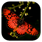 Cover Image of Tải xuống Woodhall's Butterflies RSA  APK