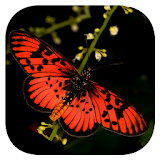 Woodhall's Butterflies RSA icon