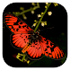 Woodhall's Butterflies RSA - Androidアプリ