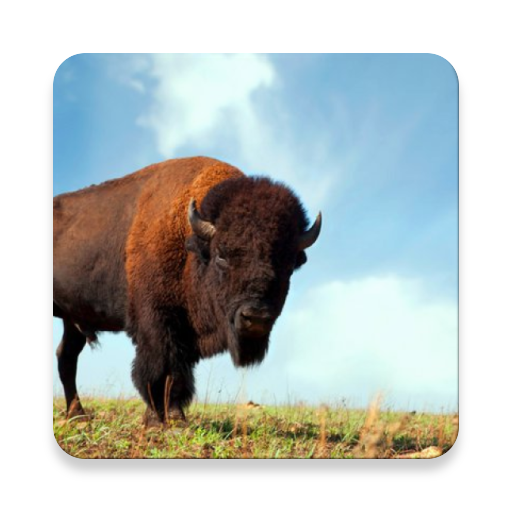 Buffalo and Bison Sound Collections ~ Sclip.app Download on Windows