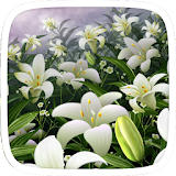 Lily Flower Theme icon