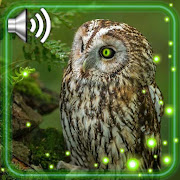 Owls Cute Live Wallpaper