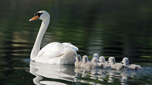 Android application Swan Wallpaper HD screenshort