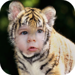 Tiger Photo Editor Apk