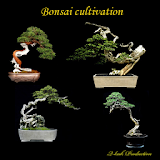 Bonsai cultivation icon