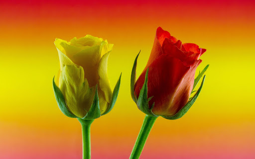 Download Flowers And Roses Animated Images Gif pictures 4K Free for Android  - Flowers And Roses Animated Images Gif pictures 4K APK Download -  