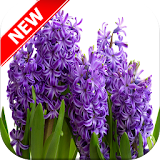 Hyacinth Wallpapers icon