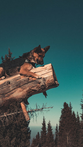 Android application German shepherd wallpapers screenshort