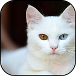 Cover Image of 下载 White cats wallpapers  APK