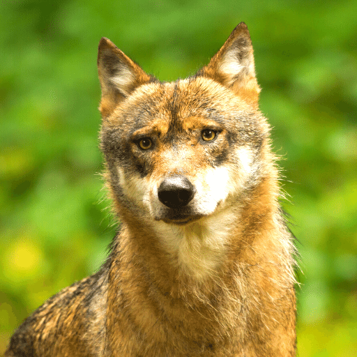 Coyote Sounds & Calls Logo
