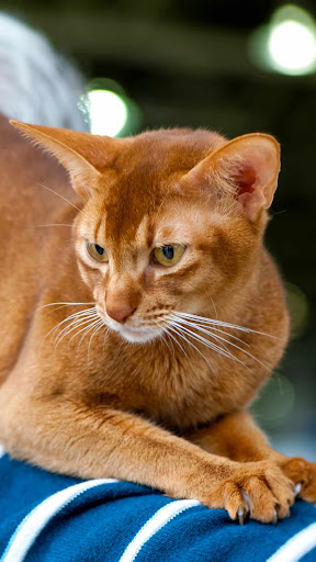 Abyssinian cat Wallpaper