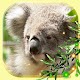Cute Koala Live Wallpaper विंडोज़ पर डाउनलोड करें