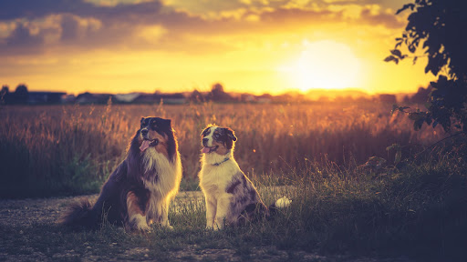 Australian Shepherds
